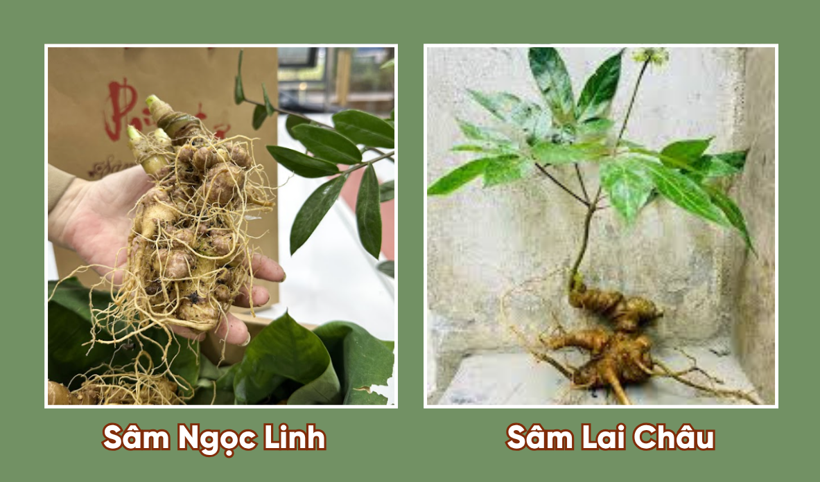 Sâm Ngọc Linh và sâm Lai Châu sâm nào tốt hơn? 